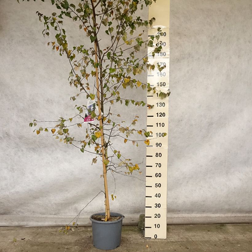Exemplaar van Betula pendula Royal Frost - Ruwe berk Pot van 7,5 l/10 l zoals geleverd in de herfst