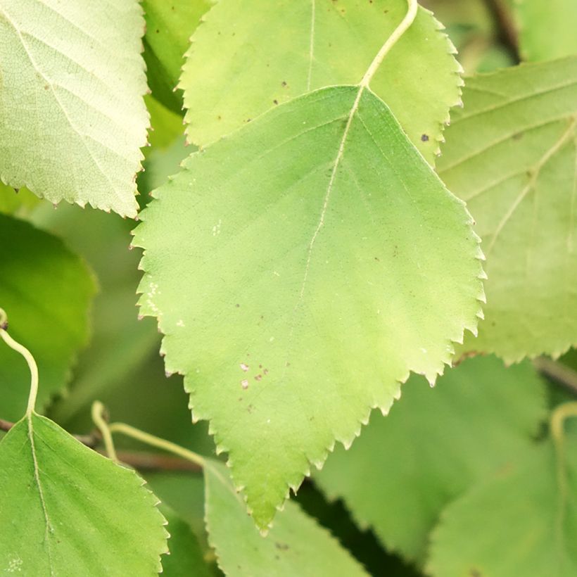 Betula pendula Spider Alley - Ruwe berk (Blad)