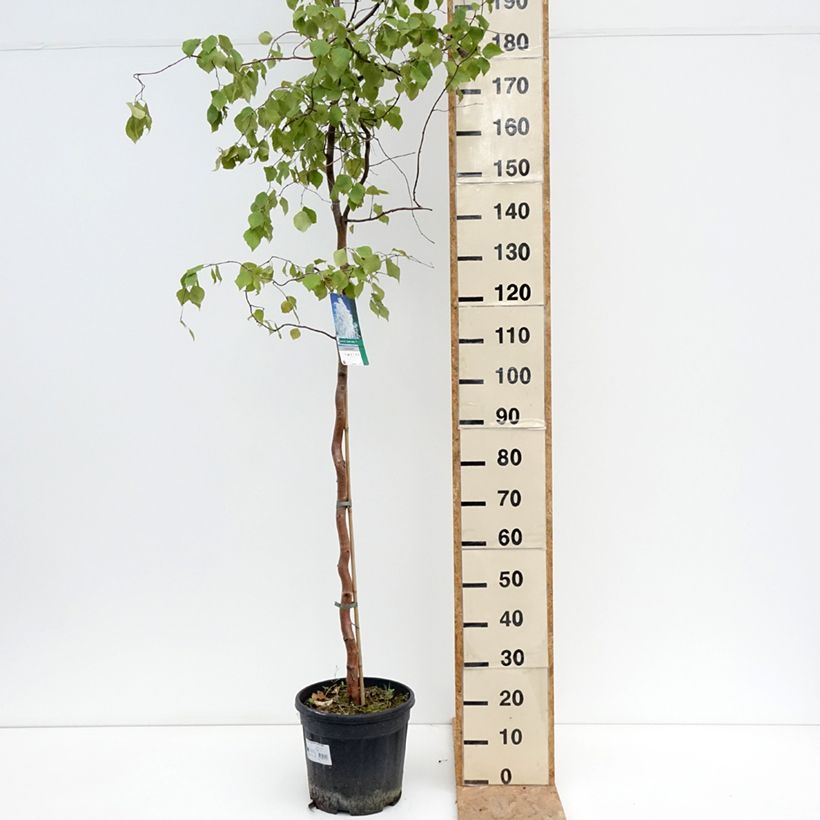 Exemplaar van Betula pendula Spider Alley - Ruwe berk Pot van 12 l/15 l zoals geleverd in de zomer