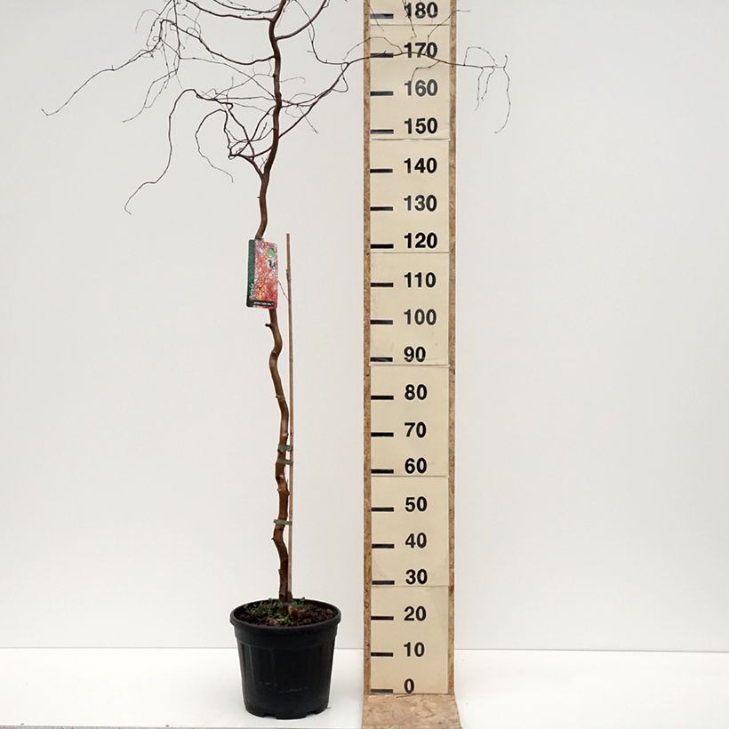 Exemplaar van Bouleau tortueux - Betula pendula Spider Alley Pot de 12L/15L zoals geleverd in de winter