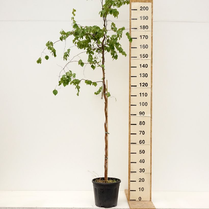 Exemplaar van Betula pendula Spider Alley - Ruwe berk Pot van 12 l/15 l zoals geleverd in de lente