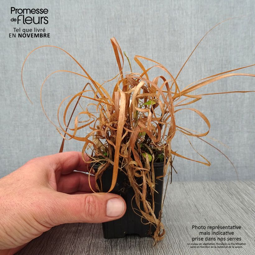 Exemplaar van Bouteloua curtipendula - Muskietengras Kweekpotje van 8/9 cm zoals geleverd in de herfst