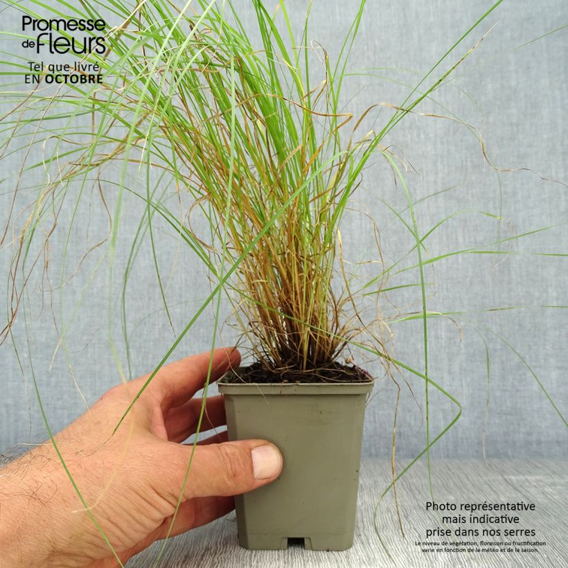 Exemplaar van Bouteloua gracilis - Muskietengras Kweekpotje van 8/9 cm zoals geleverd in de herfst
