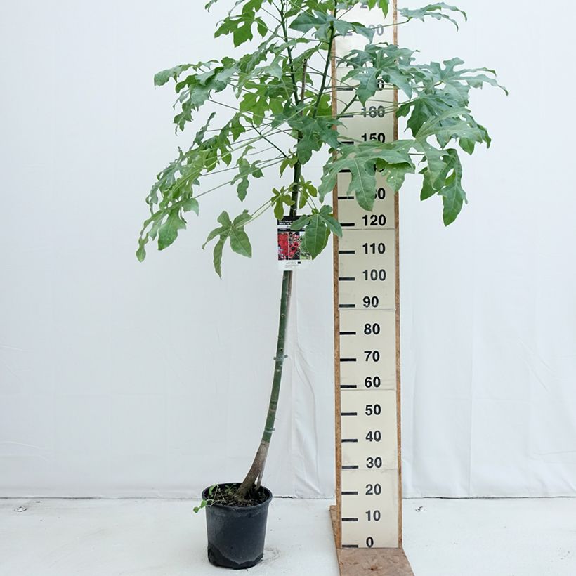 Exemplaar van Brachychiton acerifolius - Vuurboom Pot van 7,5 l/10 l zoals geleverd in de herfst
