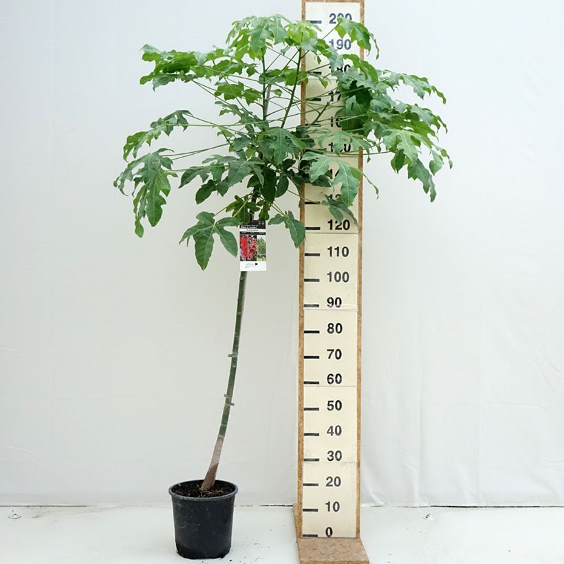 Exemplaar van Brachychiton acerifolius - Vuurboom Pot van 7,5 l/10 l zoals geleverd in de zomer