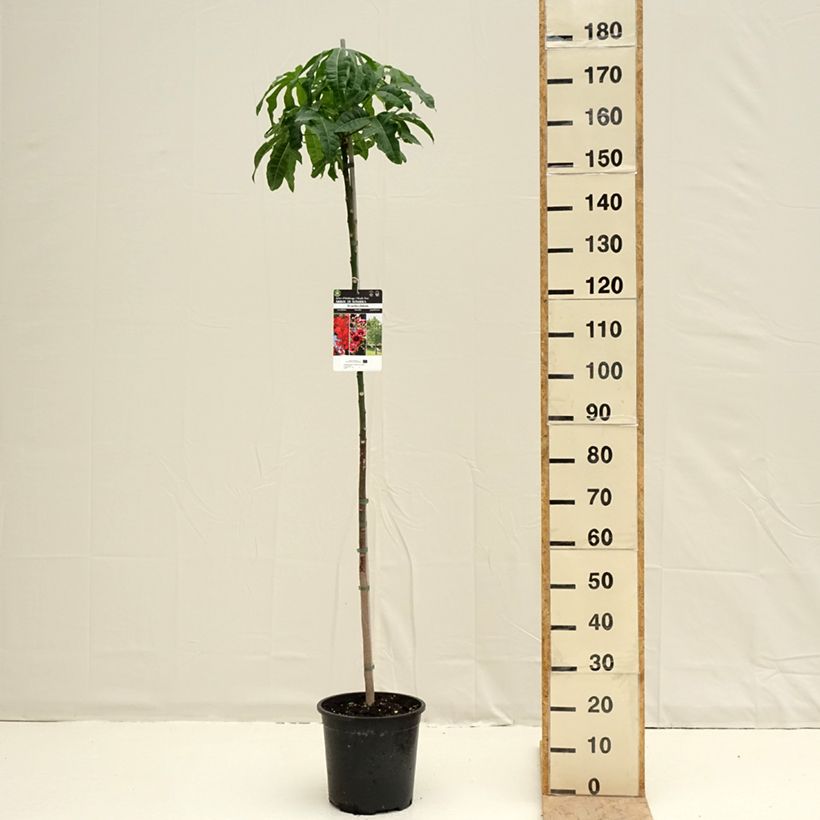 Exemplaar van Brachychiton acerifolius - Vuurboom Pot van 7,5 l/10 l zoals geleverd in de lente