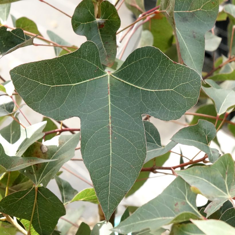 Brachychiton populneus - Kurrajong (Blad)