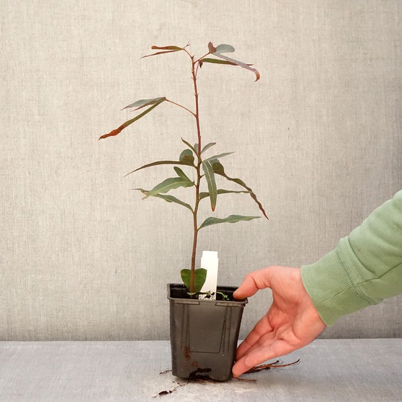 Exemplaar van Brachychiton rupestris - Queensland flessenboom Pot van 1 l/1,5 l zoals geleverd in de winter