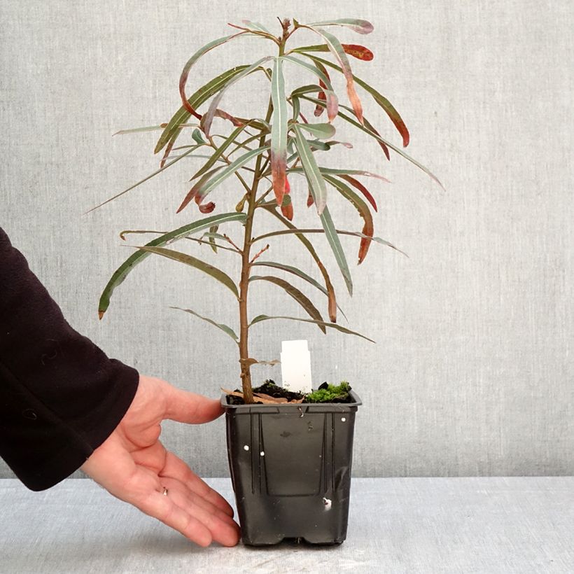 Exemplaar van Brachychiton rupestris - Queensland flessenboom Pot van 1 l/1,5 l zoals geleverd in de lente