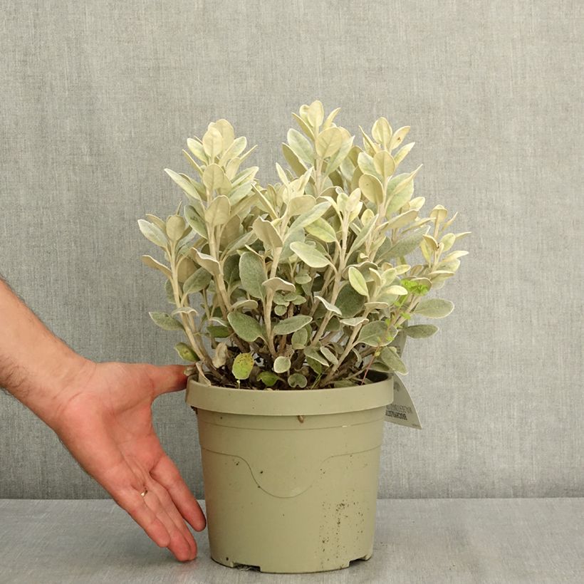 Exemplaar van Brachyglottis greyi Walberton's Silver Dormouse - Nieuw-Zeelandse senecio Pot van 3 l/4 l zoals geleverd in de zomer