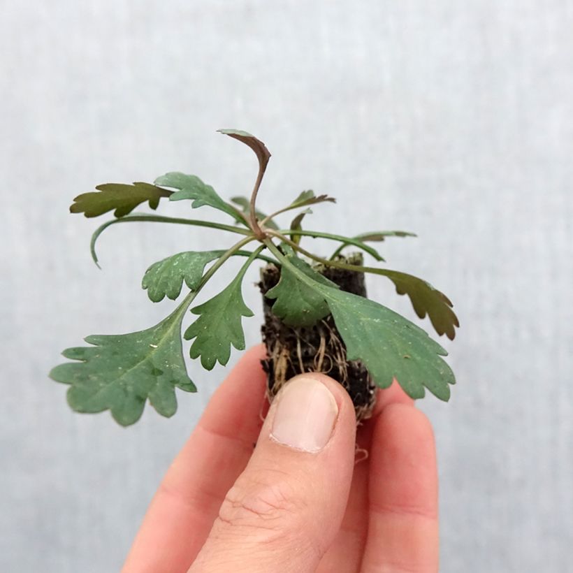 Exemplaar van Brachyscome Fresco Bright Pink - Australisch madeliefje Mini-mot Ø 3/4 cm zoals geleverd in de lente