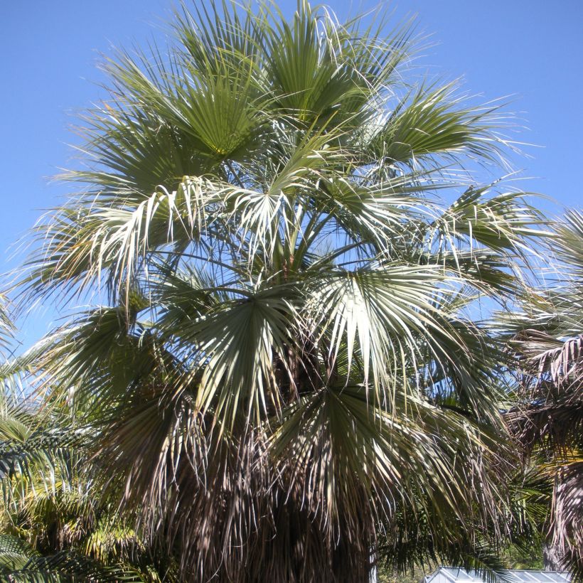 Brahea armata var Clara - Mexicaanse blauwe palm (Groeiplaats)