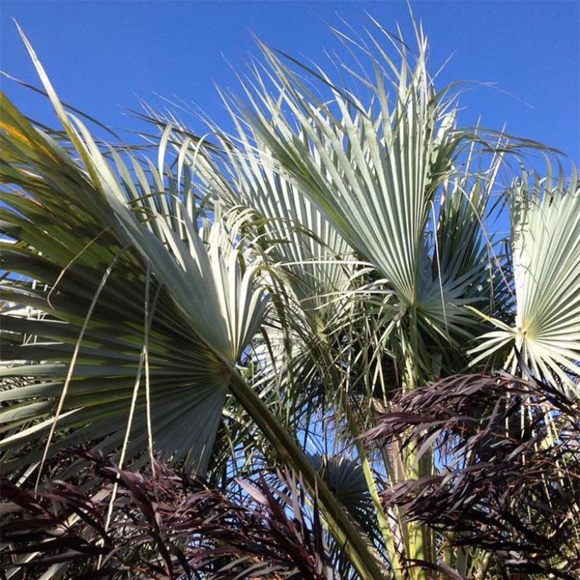 Brahea armata var Clara - Mexicaanse blauwe palm (Blad)