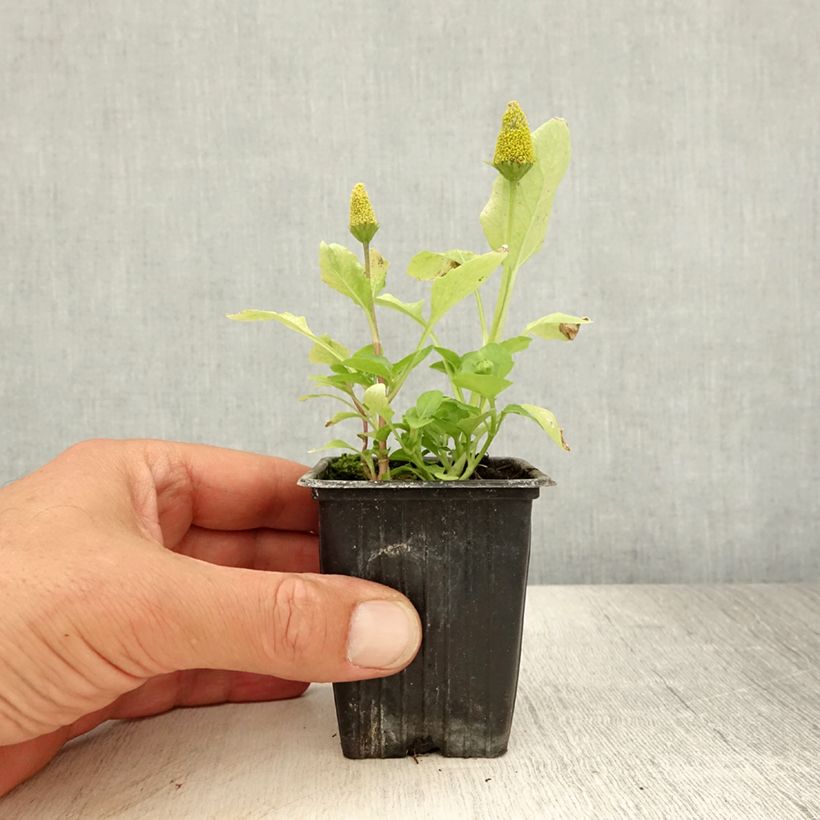 Exemplaar van Parakers - Acmella oleracea Kweekpotje van 7/8 cm zoals geleverd in de zomer