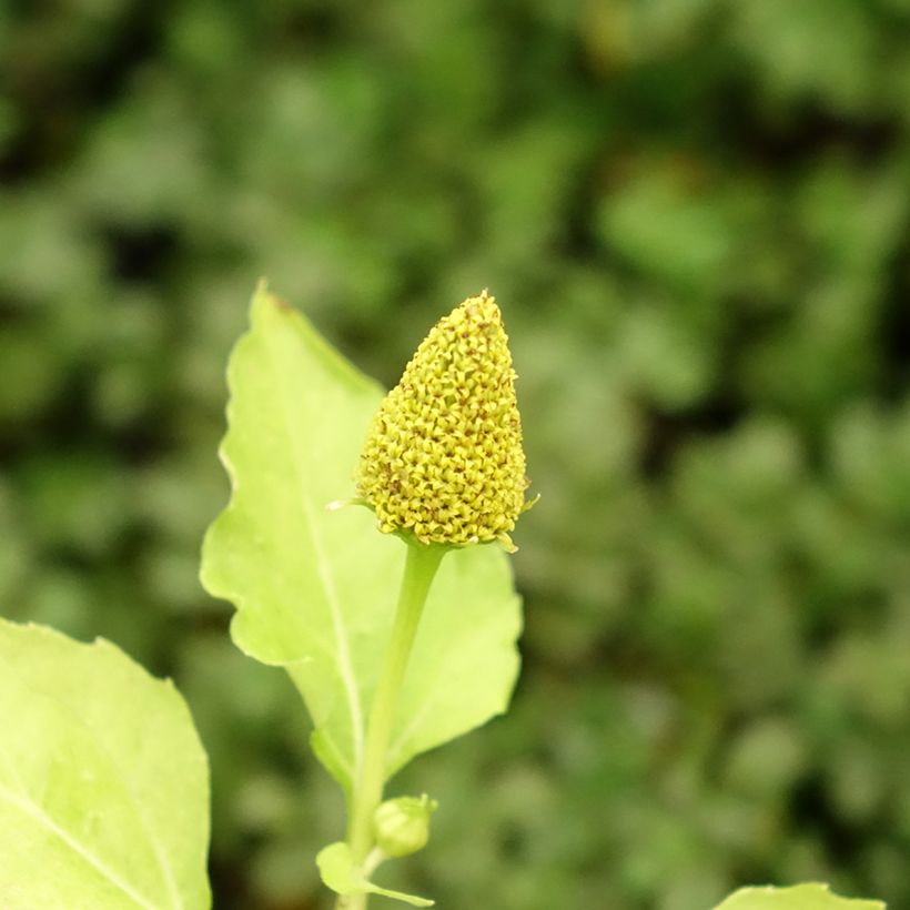 Parakers - Acmella oleracea (Bloei)