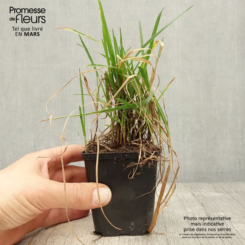 Exemplaar van Briza media Limouzi - Bevertsjes Kweekpotje van 8/9 cm zoals geleverd in de lente