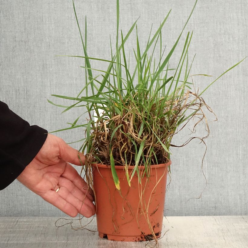 Exemplaar van Briza media Limouzi - Bevertsjes Pot van 1 l/1,5 l zoals geleverd in de lente