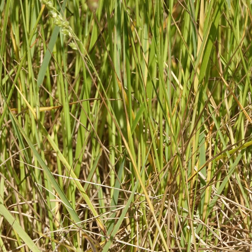 Briza triloba - Trilgras (Blad)