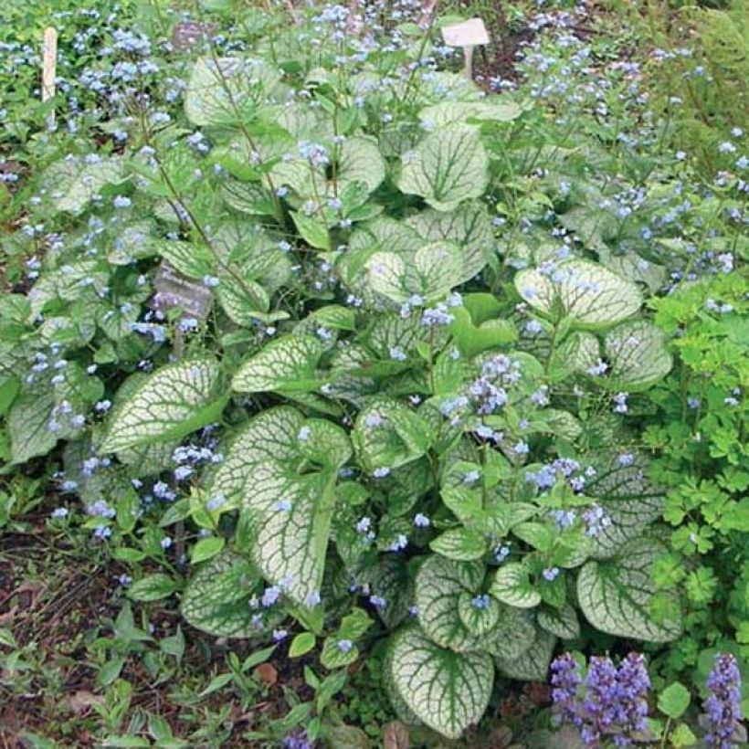 Brunnera macrophylla Jack Frost - Kaukasisch vergeet-mij-nietje (Groeiplaats)