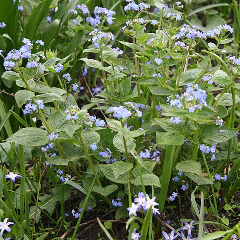 Brunnera macrophylla - Kaukasisch vergeet-mij-nietje (Plant habit)
