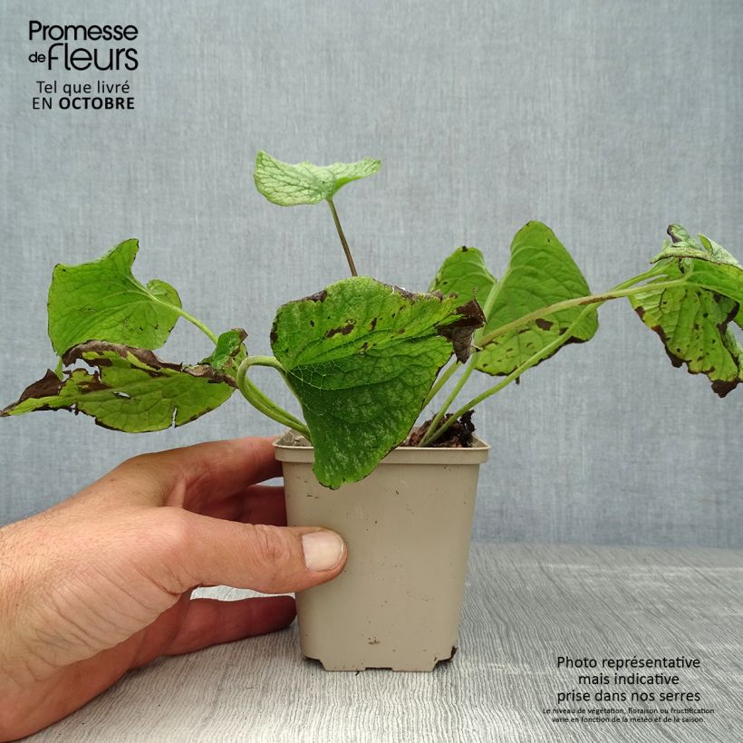 Exemplaar van Brunnera macrophylla Alexanders Great - Kaukasisch vergeet-mij-nietje Kweekpotje van 8/9 cm zoals geleverd in de herfst