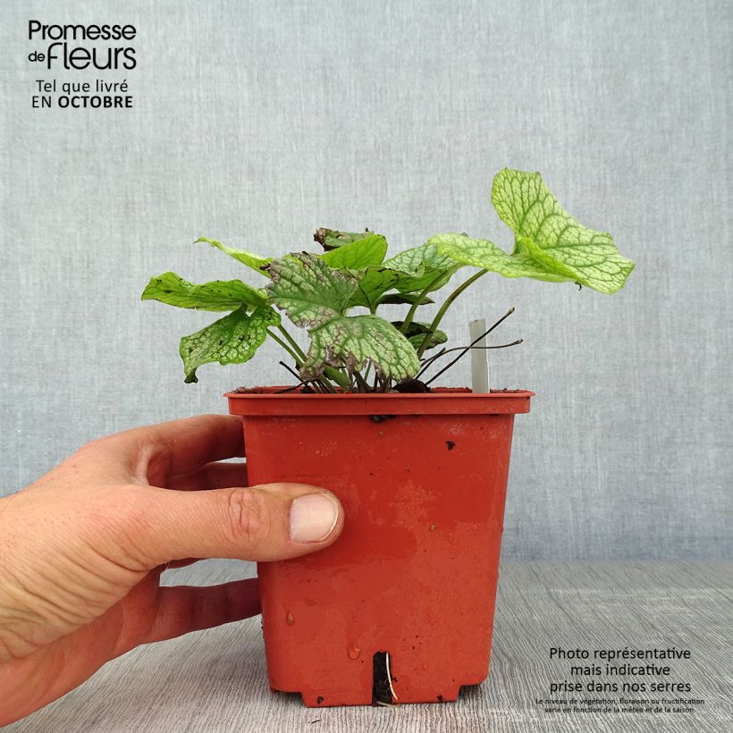 Exemplaar van Brunnera macrophylla Alexanders Great - Kaukasisch vergeet-mij-nietje Pot van 1 l/1,5 l zoals geleverd in de herfst