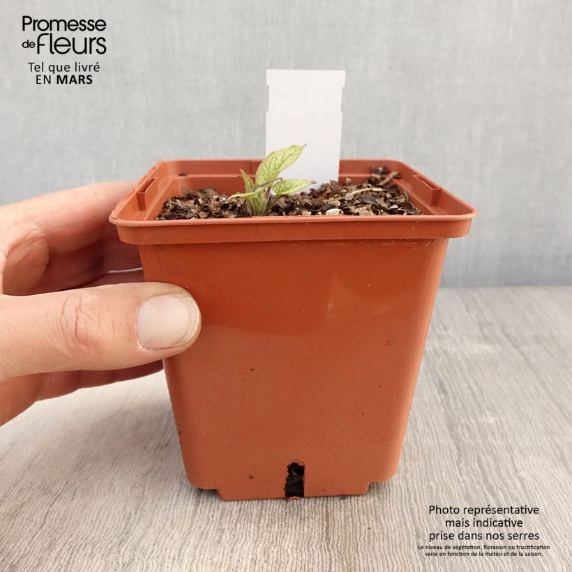 Example of Brunnera macrophylla Alexanders Great - Kaukasisch vergeet-mij-nietje Pot van 1 l/1,5 l as you get in printemps