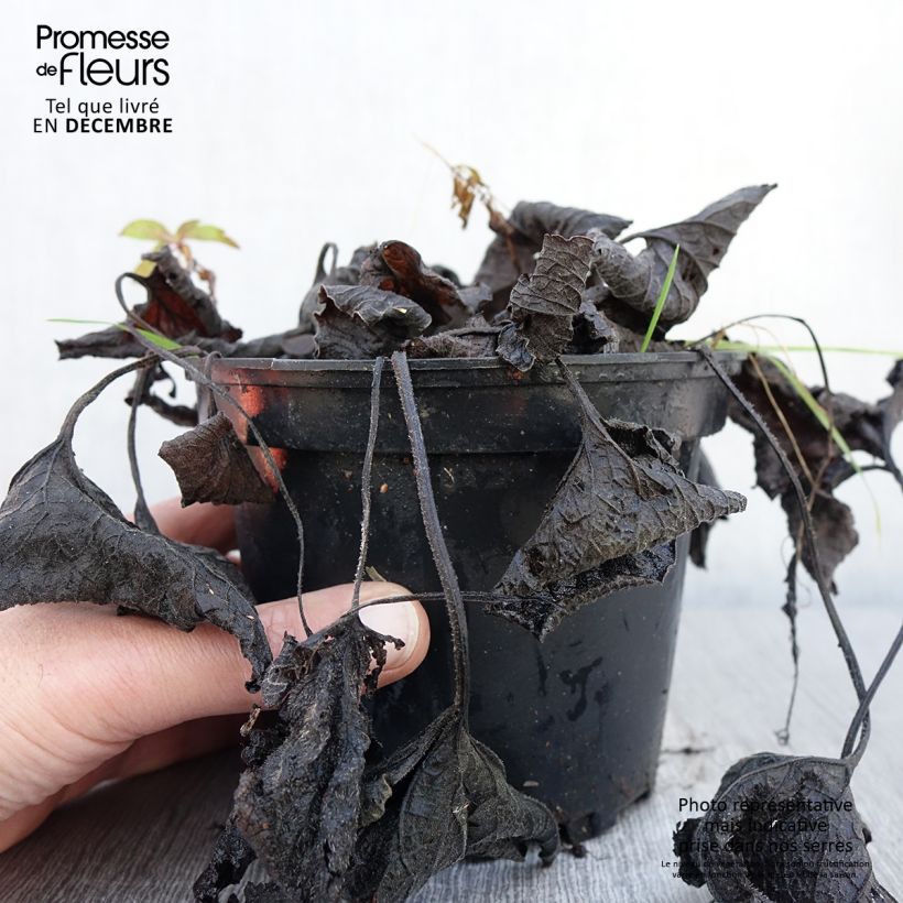 Exemplaar van Brunnera macrophylla Betty Bowring - Myosotis du Caucase Pot de 2L/3L zoals geleverd in de herfst