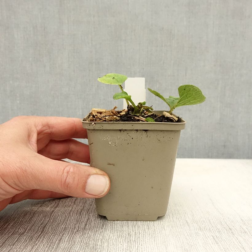Exemplaar van Brunnera macrophylla Betty Bowring - Kaukasisch vergeet-mij-nietje Kweekpotje van 8/9 cm zoals geleverd in de herfst