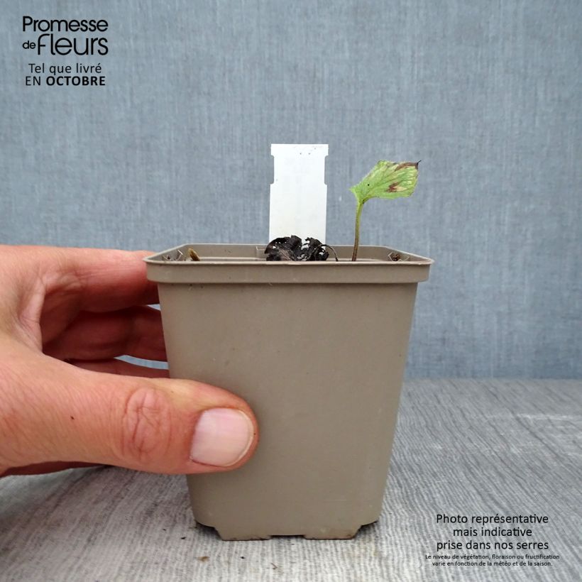 Exemplaar van Brunnera macrophylla Emerald Mist - Kaukasisch vergeet-mij-nietje Kweekpotje van 8/9 cm zoals geleverd in de herfst