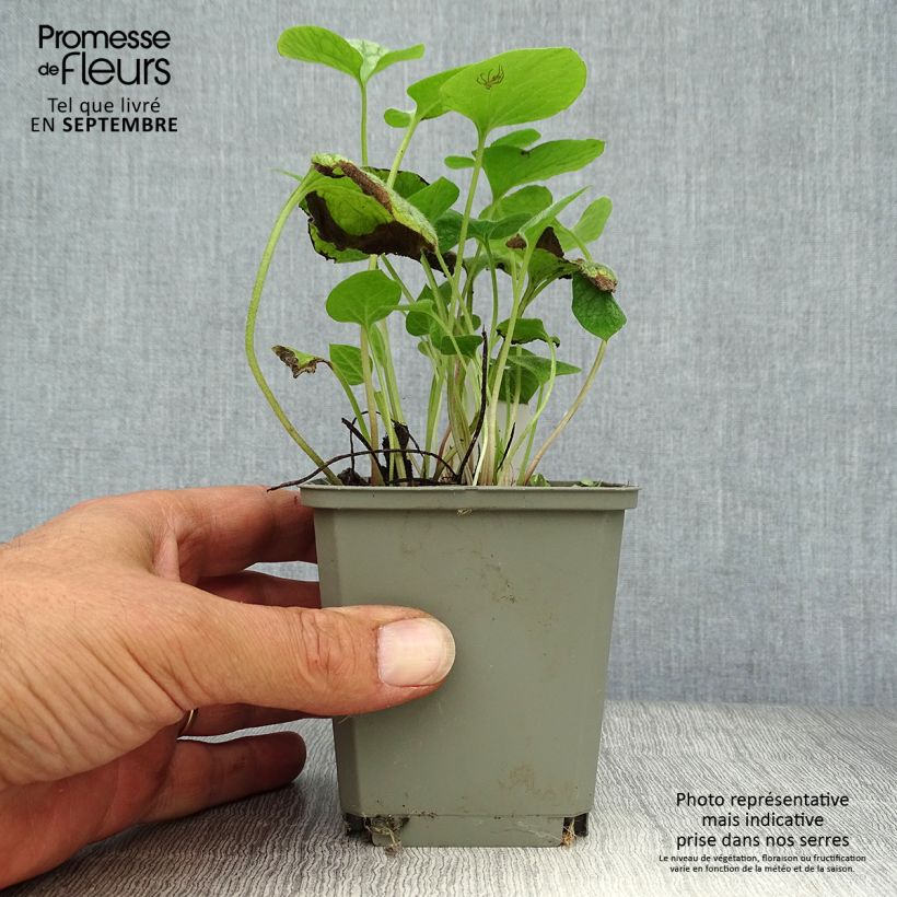 Exemplaar van Brunnera macrophylla Jack Frost - Kaukasisch vergeet-mij-nietje Kweekpotje van 7/8 cm zoals geleverd in de herfst