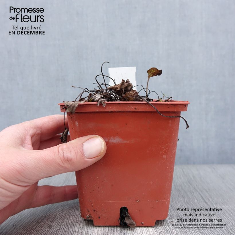 Exemplaar van Brunnera macrophylla Jack of Diamonds - Myosotis du Caucase Pot de 1L/1,5L zoals geleverd in de herfst