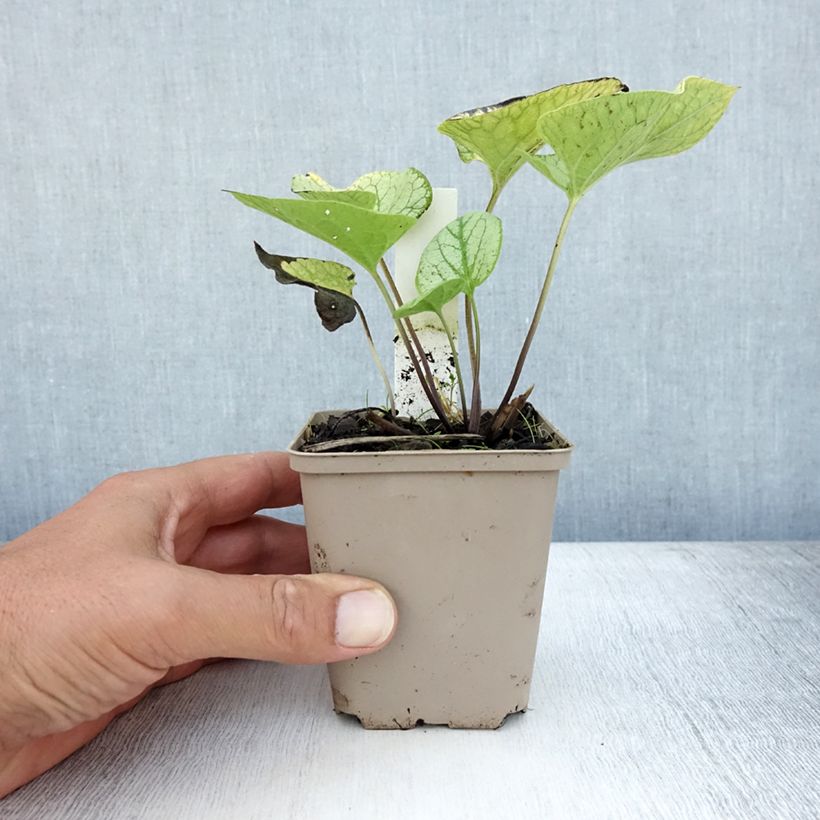 Exemplaar van Brunnera macrophylla Jacks Gold - Kaukasisch vergeet-mij-nietje Kweekpotje van 8/9 cm zoals geleverd in de zomer