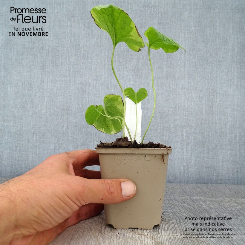 Exemplaar van Brunnera macrophylla Kings Ramson - Kaukasisch vergeet-mij-nietje Kweekpotje van 8/9 cm zoals geleverd in de herfst