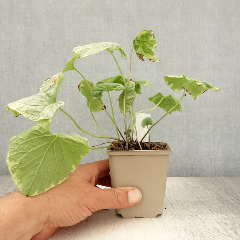 Exemplaar van Brunnera macrophylla Kings Ramson - Kaukasisch vergeet-mij-nietje Kweekpotje van 8/9 cm zoals geleverd in de zomer