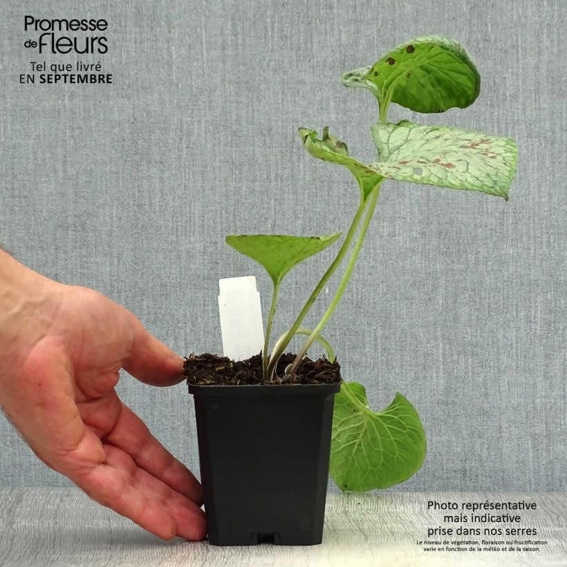 Exemplaar van Brunnera macrophylla Looking Glass - Kaukasisch vergeet-mij-nietje Kweekpotje van 8/9 cm zoals geleverd in de herfst
