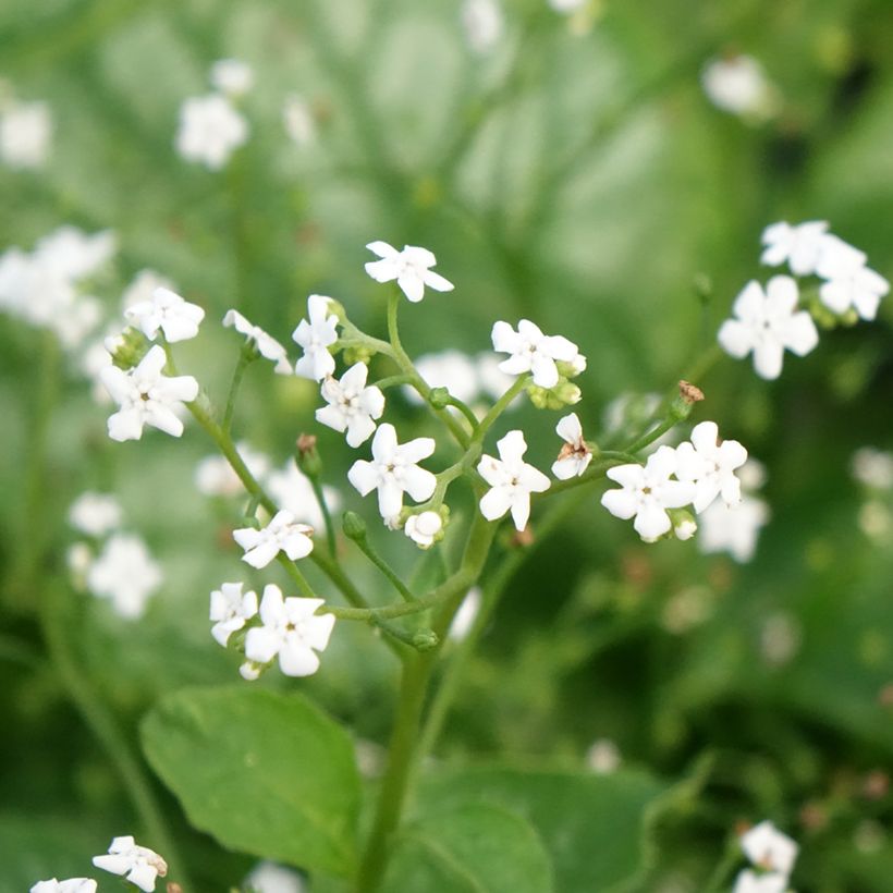 Brunnera macrophylla Mr Morse - Kaukasisch vergeet-mij-nietje (Bloei)