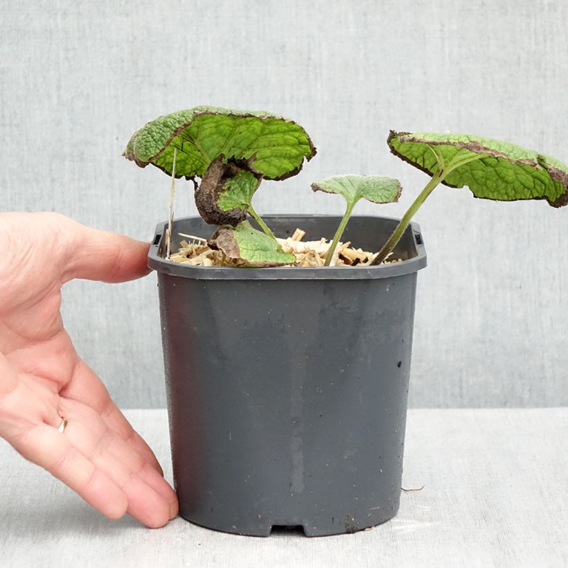 Exemplaar van Brunnera macrophylla - Kaukasisch vergeet-mij-nietje Pot van 2 l/3 l zoals geleverd in de herfst