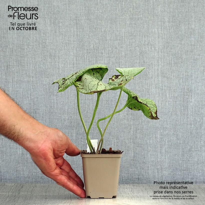 Exemplaar van Brunnera macrophylla Silver Heart - Kaukasisch vergeet-mij-nietje Kweekpotje van 8/9 cm zoals geleverd in de herfst