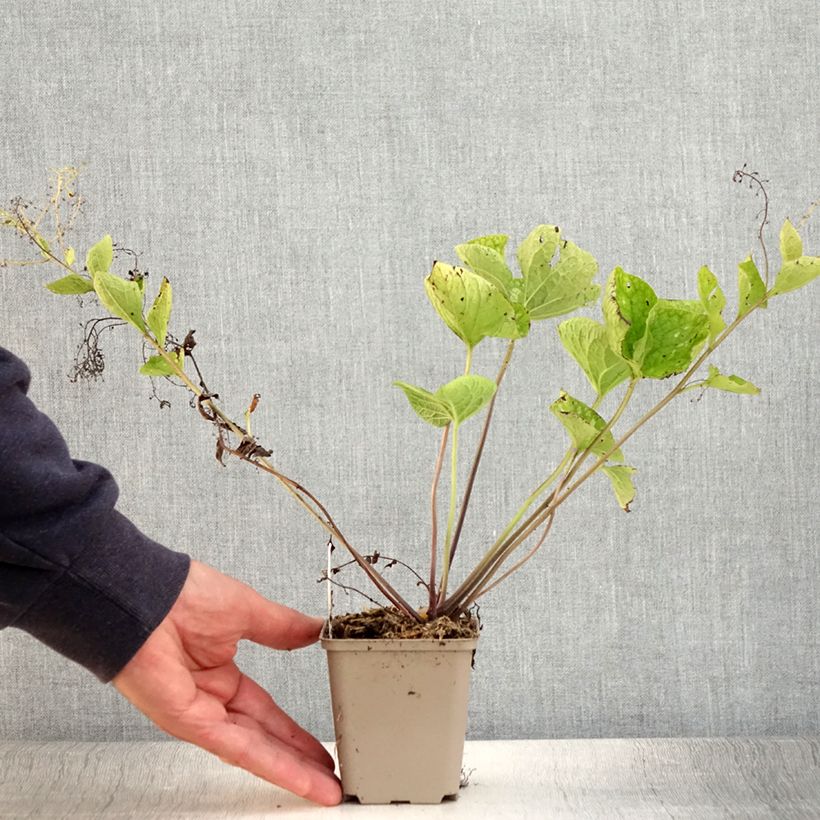 Exemplaar van Brunnera macrophylla White Zebra - Kaukasisch vergeet-mij-nietje Kweekpotje van 8/9 cm zoals geleverd in de zomer