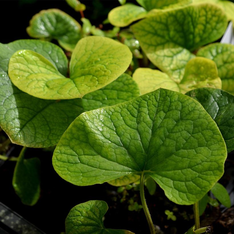 Brunnera sibirica - Kaukasisch vergeet-mij-nietje (Blad)