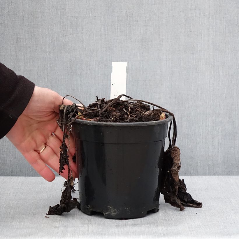 Exemplaar van Brunnera sibirica - Myosotis du Caucase Pot de 2L/3L zoals geleverd in de winter