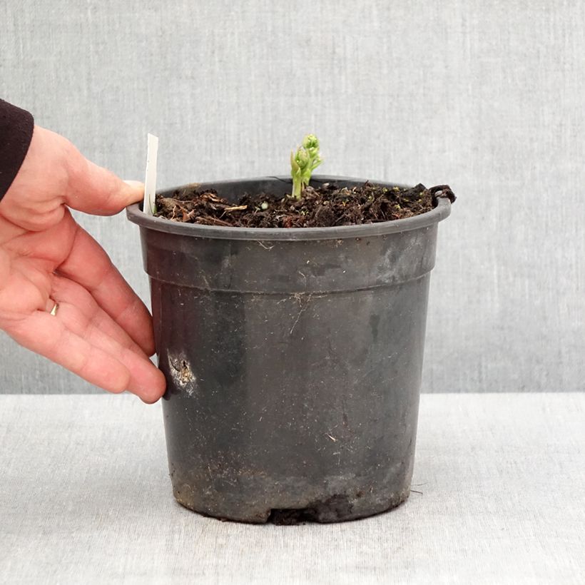 Exemplaar van Brunnera sibirica - Kaukasisch vergeet-mij-nietje Pot van 2 l/3 l zoals geleverd in de lente