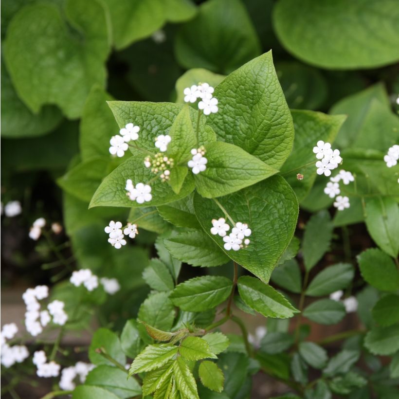 Brunnera macrophylla Betty Bowring - Kaukasisch vergeet-mij-nietje (Bloei)