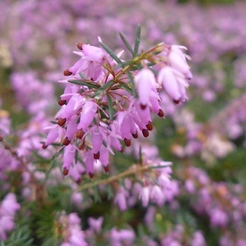 Erica carnea December Red - Winterheide (Bloei)