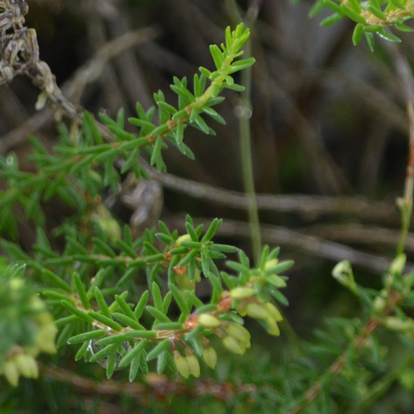 Erica carnea December Red - Winterheide (Blad)