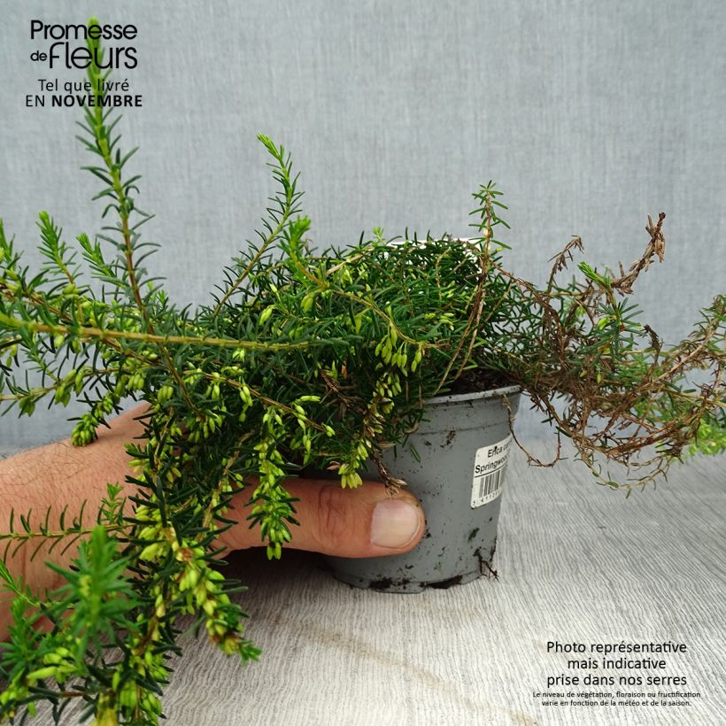Exemplaar van Erica Springwood White - Winterheide Kweekpotje van 8/9 cm zoals geleverd in de herfst