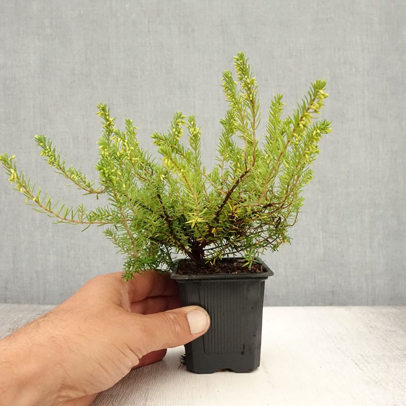 Exemplaar van Erica Springwood White - Winterheide Kweekpotje van 8/9 cm zoals geleverd in de zomer