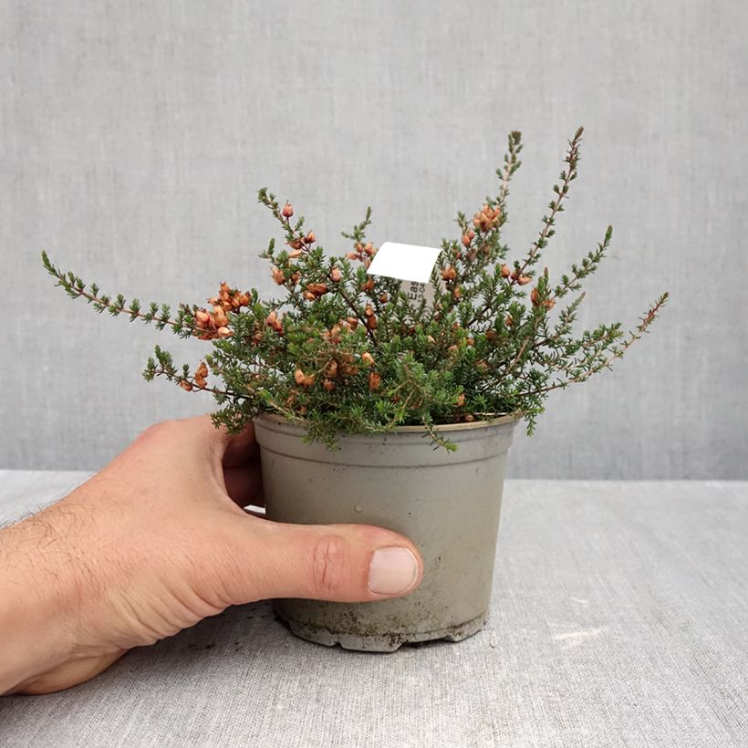 Exemplaar van Erica cinerea C.D. Eason - Dopheide Pot van 10 cm/11 cm zoals geleverd in de herfst