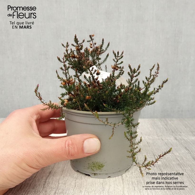 Exemplaar van Erica cinerea C.D. Eason - Dopheide Pot van 12 cm / 13 cm zoals geleverd in de lente